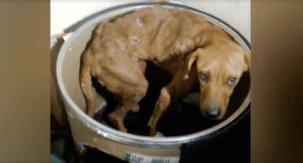 unloved dog covered in cancerous tumors 1 1