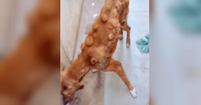 unloved dog covered in cancerous tumors