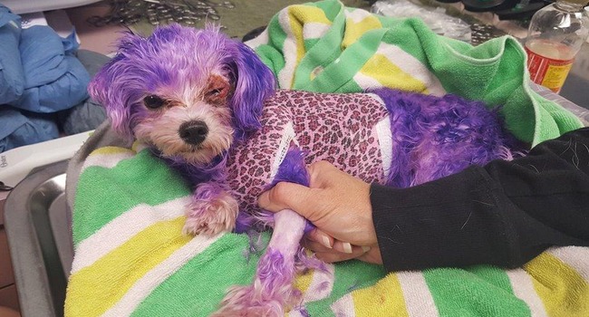 violet nearly died from injuries caused by human hair dye