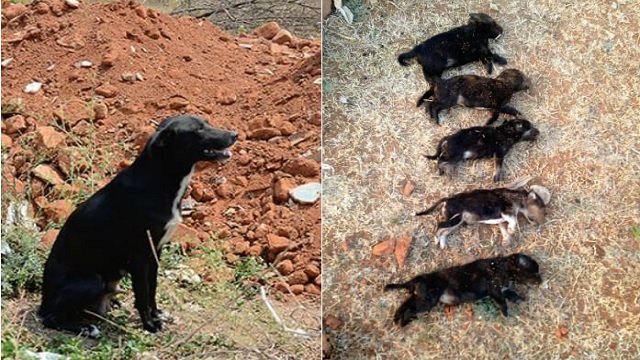 woman kills 8 puppies in front of their mother to teach her a lesson 2