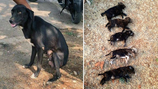 woman kills 8 puppies in front of their mother to teach her a lesson