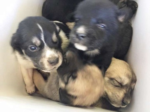 woman takes a new cooler from street opens it and finds 9 puppies inside 1