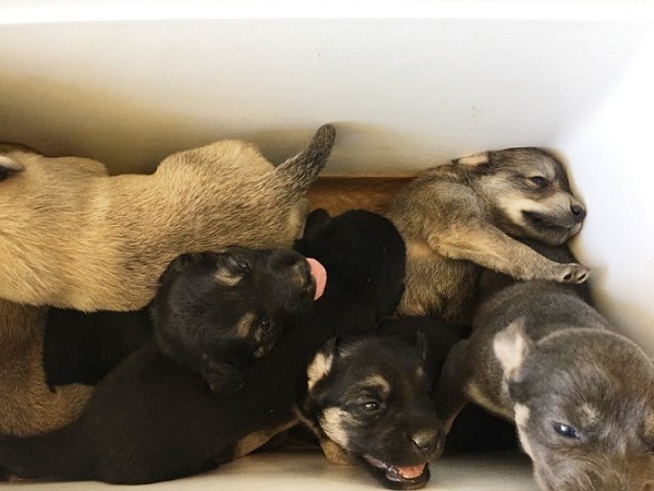 woman takes a new cooler from street opens it and finds 9 puppies inside 2