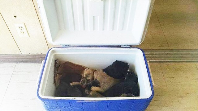 woman takes a new cooler from street opens it and finds 9 puppies inside