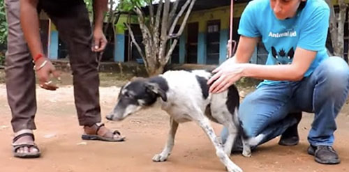 Despite The Pain He Was In He Still Wagged His Tail