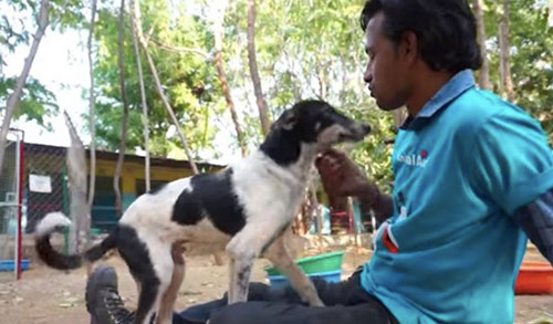 Despite The Pain He Was In He Still Wagged His Tail 1