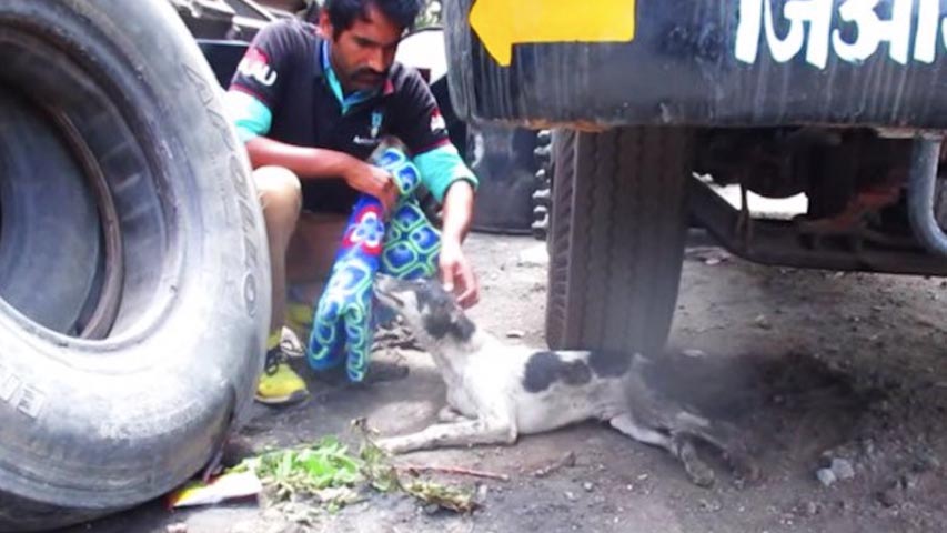 Despite The Pain He Was In He Still Wagged His Tail 2