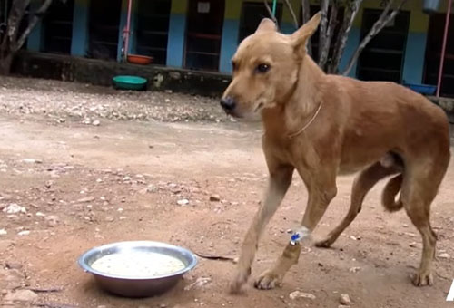 Life Saving Rescue Of Unconscious Homeless Dog 1