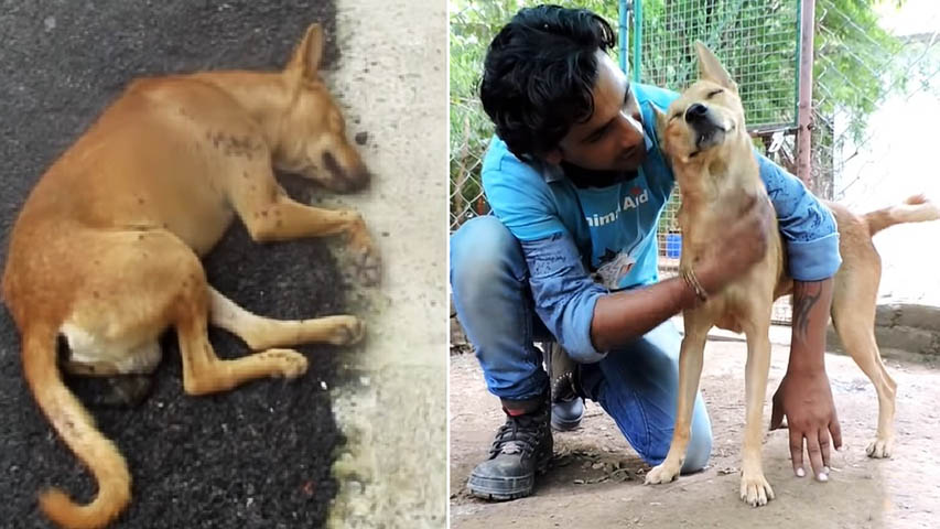 Life Saving Rescue Of Unconscious Homeless Dog 2