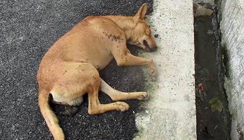 Life Saving Rescue Of Unconscious Homeless Dog