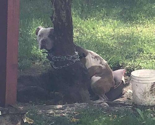 Rescued Pit Bull Chained To A Tree