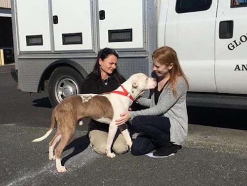 Rescued Pit Bull Chained To A Tree 1