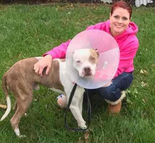 Rescued Pit Bull Chained To A Tree 2