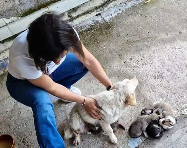 Shes Given Birth on The Concrete In Cold Stray Mother