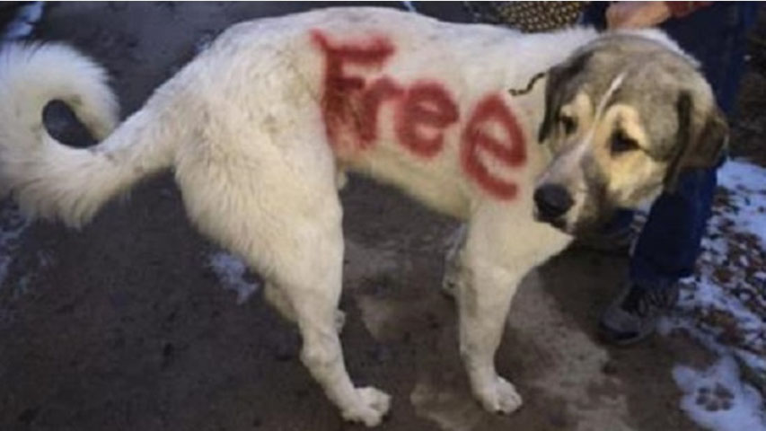 Stray Dog Was Found With Free Spray Painted On His Body 1