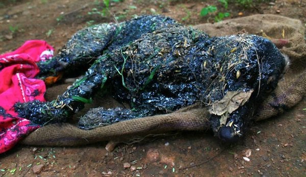 dog covered in tar