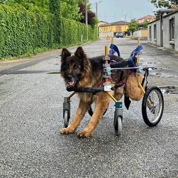 paralyzed dog 2