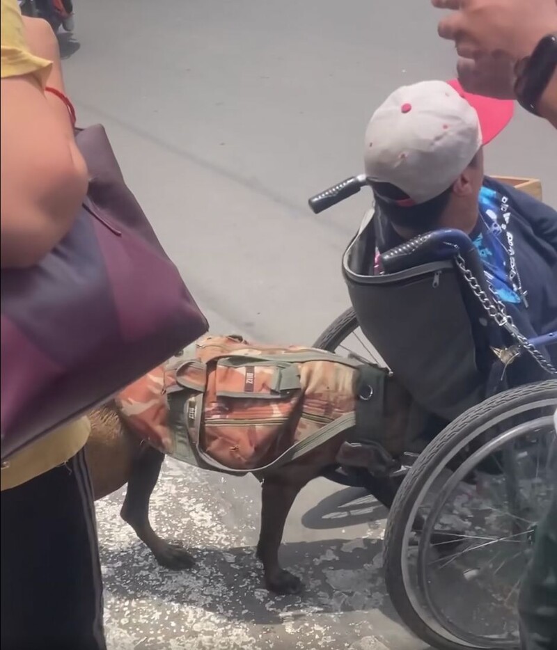 1676911800 250 Loyal Dog Goes Viral After Being Recorded Pushing His Owner