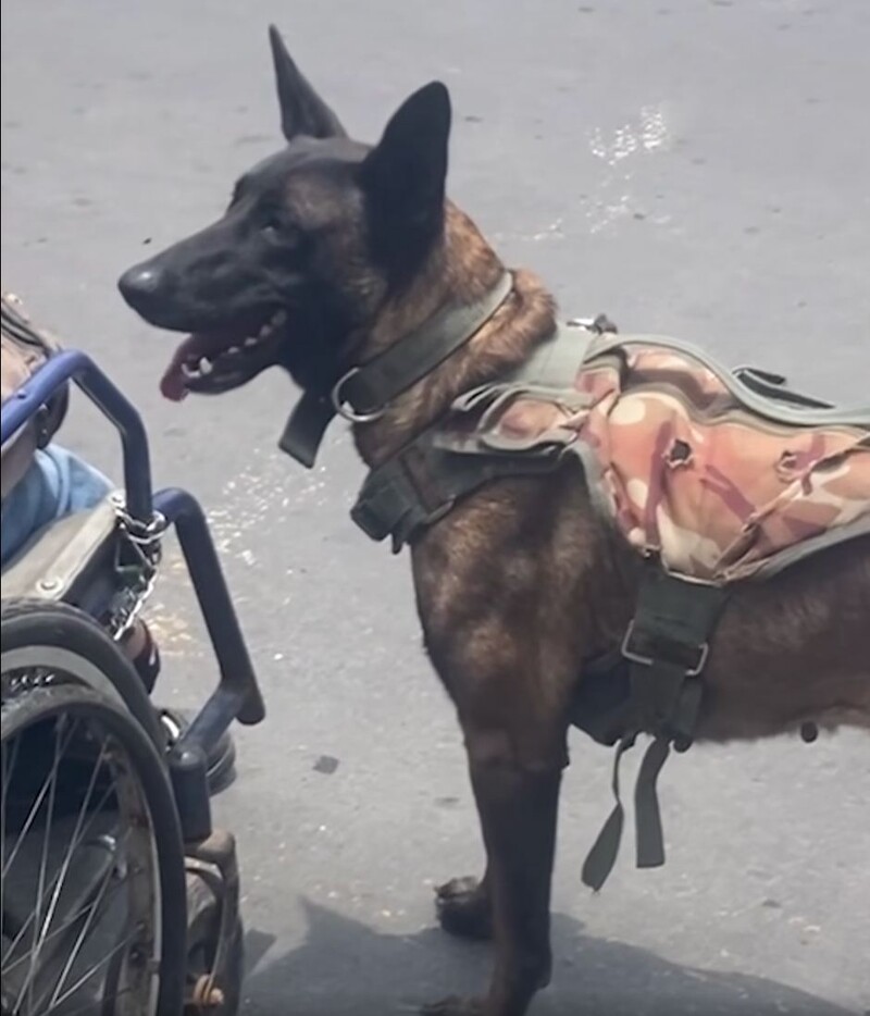 1676911800 876 Loyal Dog Goes Viral After Being Recorded Pushing His Owner