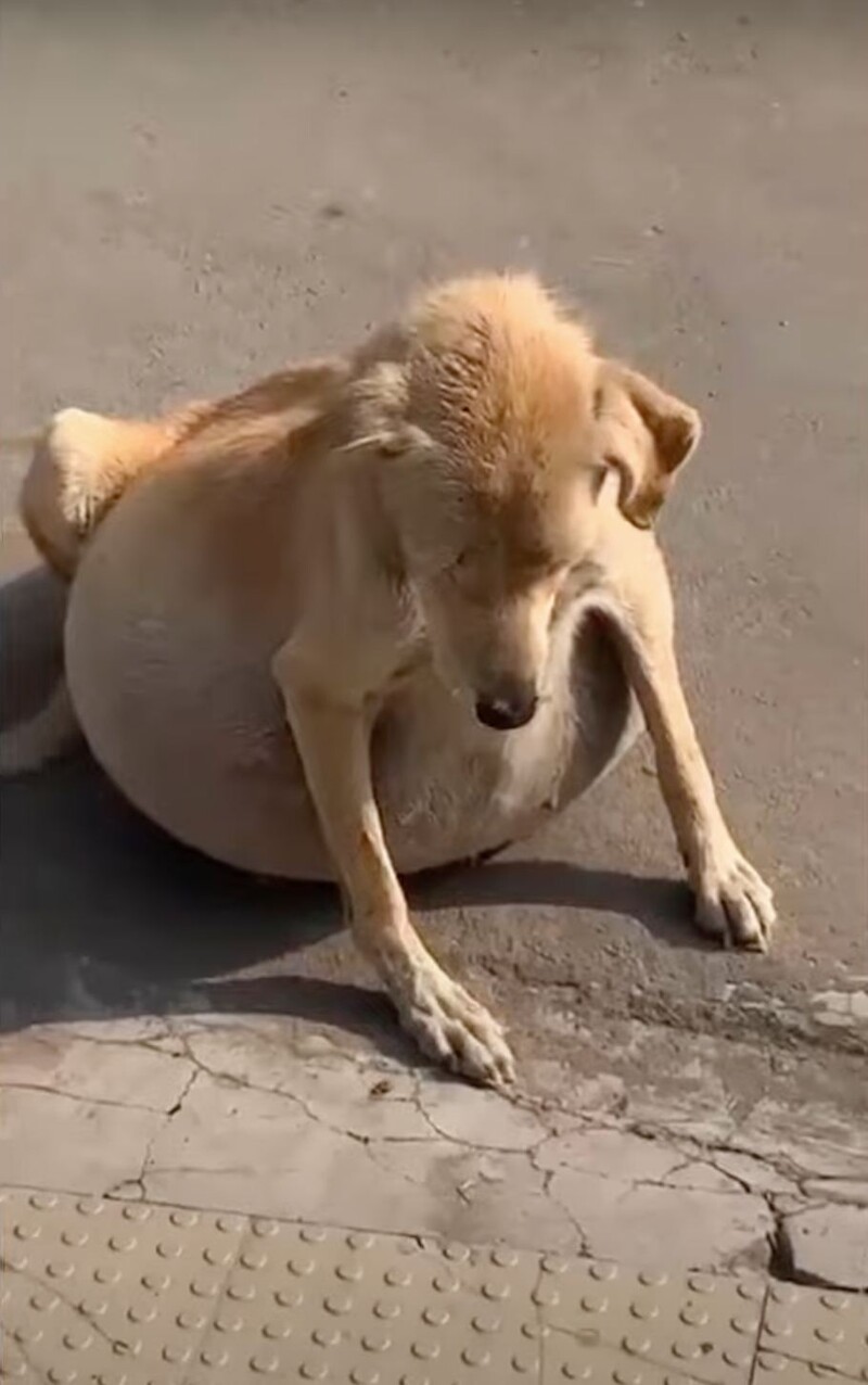 1676917535 14 the stray dog collapsed because of its bloated belly people