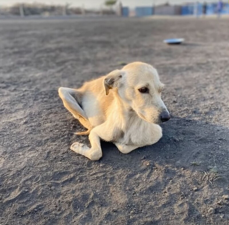 1676917535 714 the stray dog collapsed because of its bloated belly people