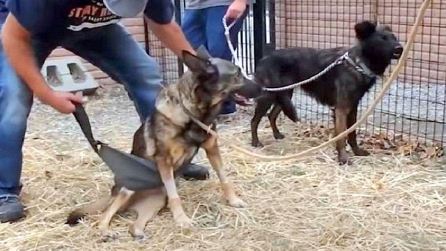 dying dog refuses to leave this world before helping his abused friend to walk again 2