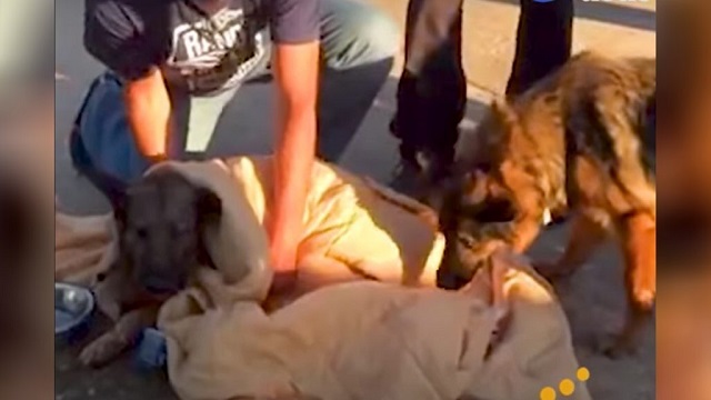 dying dog refuses to leave this world before helping his abused friend to walk again