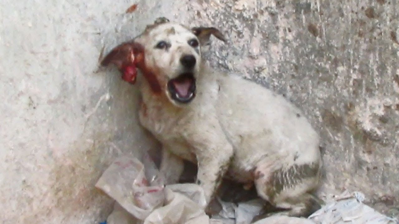 stray puppy ear torn off rescued 2