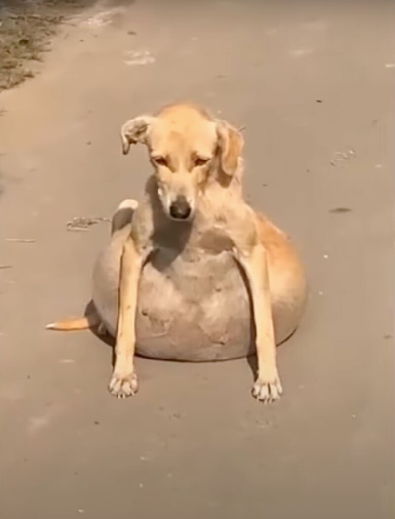 the stray dog collapsed because of its bloated belly people