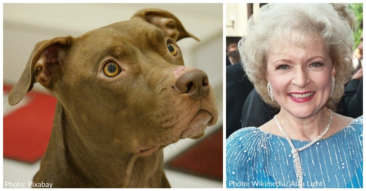 Detroit Dog Rescue Plans To Play Golden Girls Theme Song