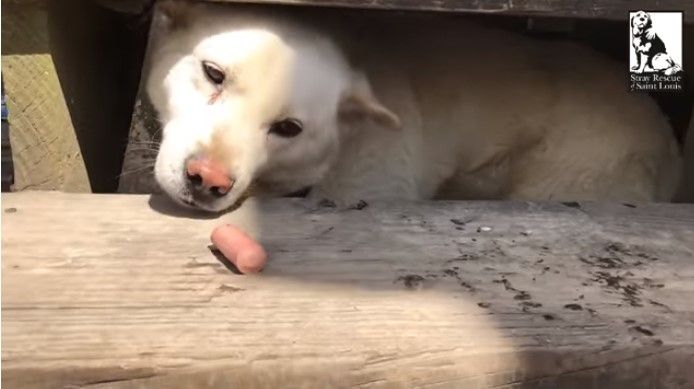 abandoned dog shakes from fear makes rescuers cry 3