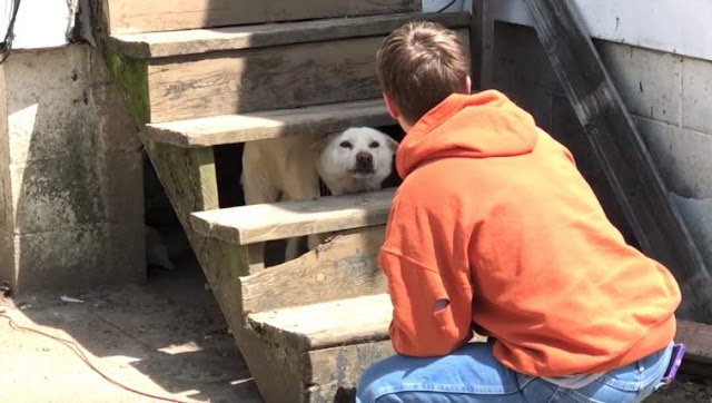 abandoned dog shakes from fear makes rescuers cry