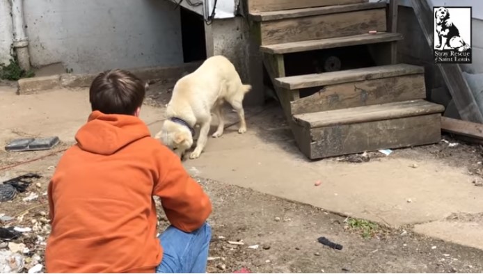 abandoned dog shakes from fear makes rescuers cry 2