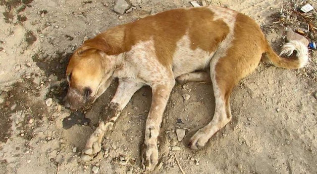 dog comatose on roadside makes amazing recovery