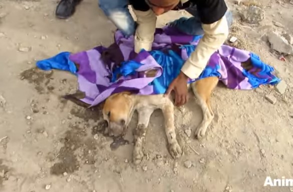 dog comatose on roadside makes amazing 1