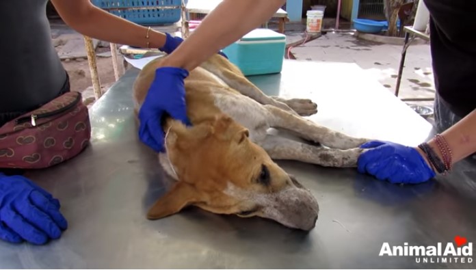 dog comatose on roadside makes amazing 4 1