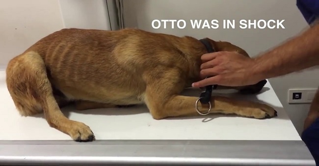 formerly abused dog was so traumatized 2