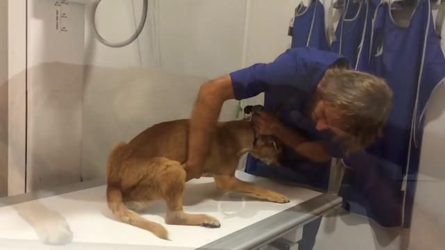 formerly abused dog was so traumatized 4