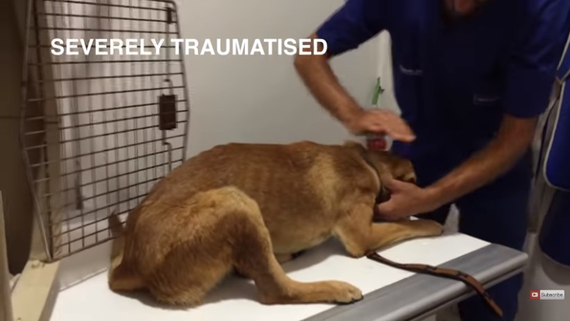 formerly abused dog was so traumatized b1