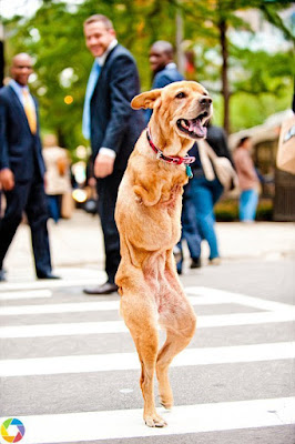 her own mom tried to kill her but this inspiring two legged dog was saved just in time 4