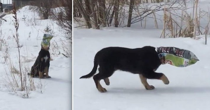 man saves homeless puppy head stuck potato chip bag