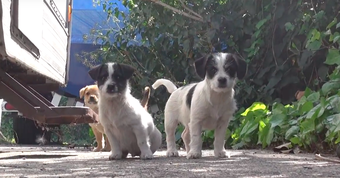 orphaned puppies