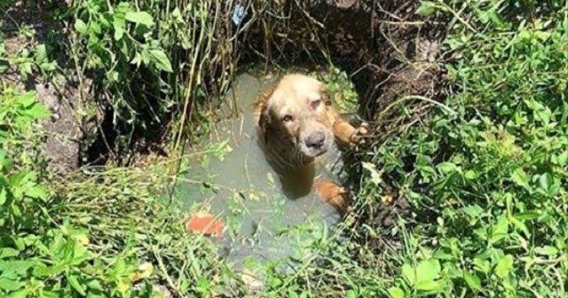 police officer helps save a puppy from drowning then decides to become his