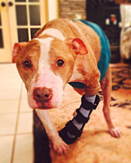 rudy pit bull gets healing bath 1