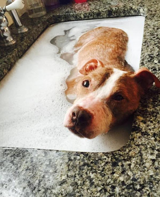 rudy pit bull gets healing bath 2