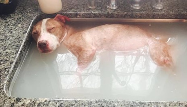 rudy pit bull gets healing bath 3