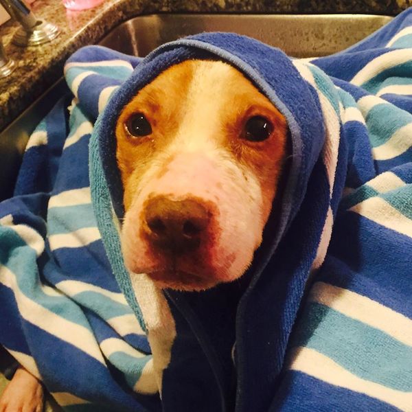 rudy pit bull gets healing bath 5