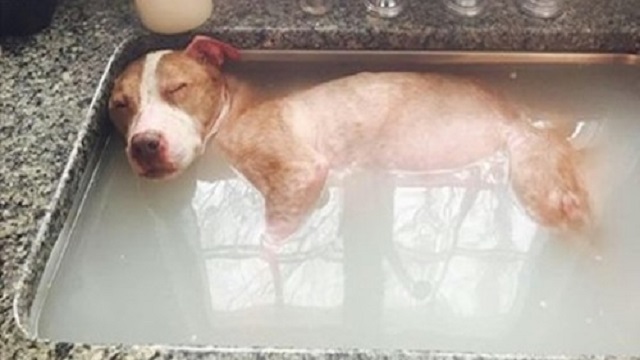 rudy pit bull gets healing bath