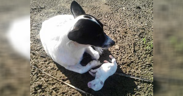 sad dog buries her deceased puppy she tries to protect