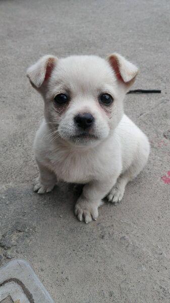 sad story behind this puppy that is often seen sitting on a drain cover by the roadside 2